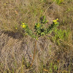 Lasiosiphon anthylloides