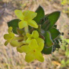 Lasiosiphon anthylloides