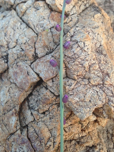 Image of Pennellia micrantha by (c) Oscar C. González Martínez, some rights reserved (CC BY-SA)