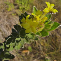 Lasiosiphon anthylloides