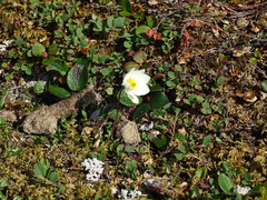 Dryas integrifolia