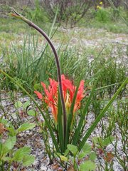 Babiana ringens australis