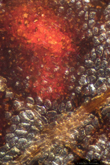 Ruptoseptoria unedonis