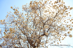 Nahuatlea arborescens