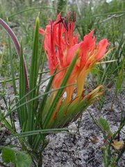 Babiana ringens australis