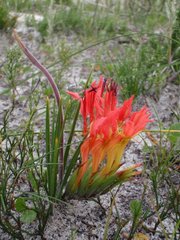 Babiana ringens australis