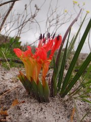 Babiana ringens australis