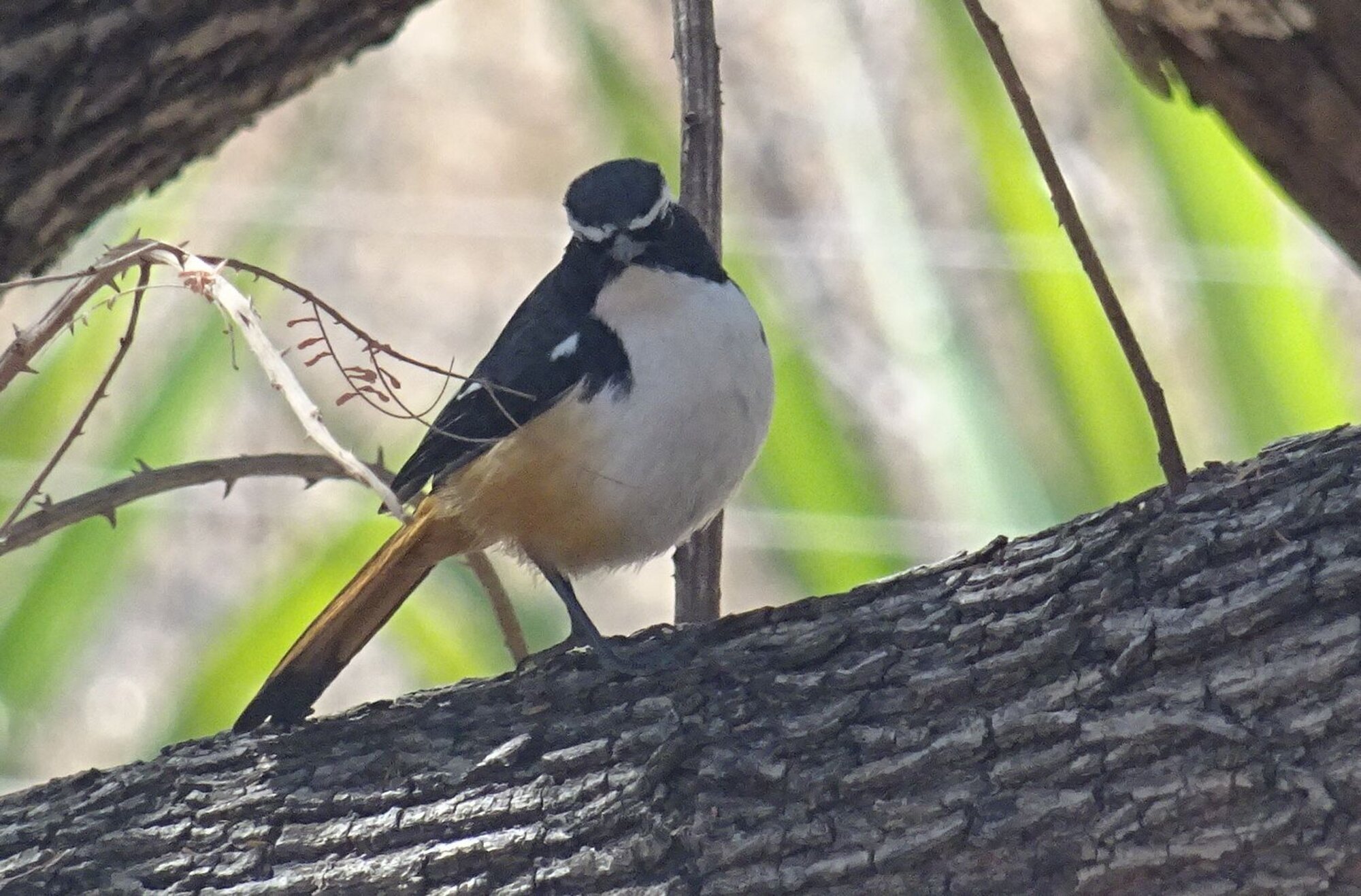 White-throated Robin-Chat illustration