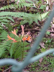 Lycoris sanguinea