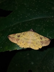 Hemeroplanis scopulepes