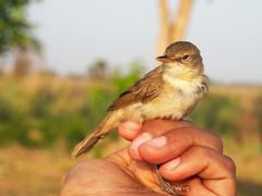 Acrocephalus concinens
