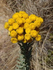 Phymaspermum athanasioides