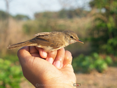 Acrocephalus concinens
