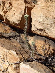 Phymaspermum athanasioides