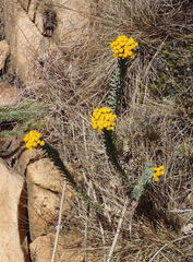 Phymaspermum athanasioides