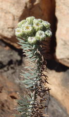 Phymaspermum athanasioides