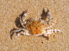 Charybdis hellerii