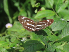 Neptis pryeri