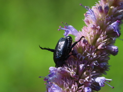 Popillia flavosellata