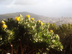 Leucospermum conocarpodendron conocarpodendron