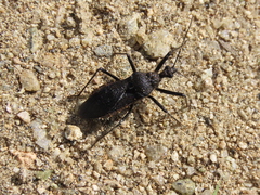 Coranus dilatatus