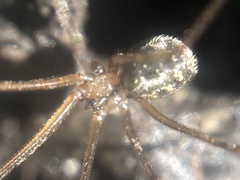 Psilochorus rockefelleri