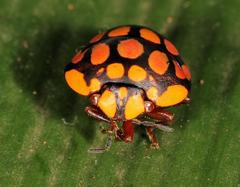 Steganocerus multipunctatus