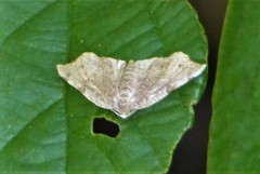 Achrosis