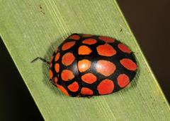 Steganocerus multipunctatus