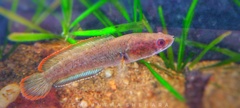 Brown Snakehead photo 4