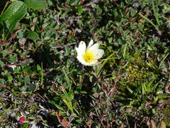 Dryas integrifolia