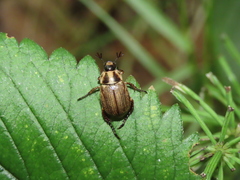 Exomala pallidipennis