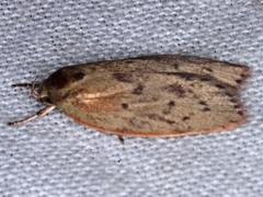 Garrha repandula