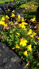 Erythranthe caespitosa