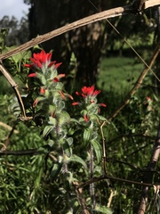 Castilleja arvensis