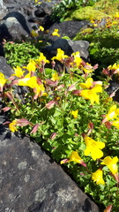 Erythranthe caespitosa