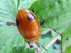 Oides palleata