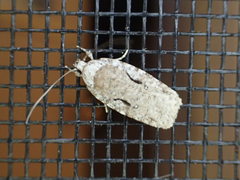 Agonopterix curvilineella