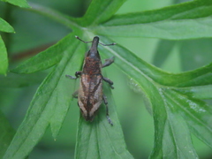 Lixus acutipennis