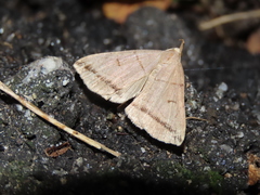 Zanclognatha griselda