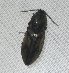 Stropenron hieroglyphica