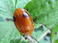 Oides palleata