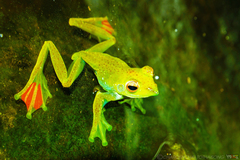 Zhangixalus prominanus