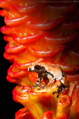 Theloderma licin