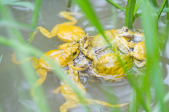 Ingerophrynus macrotis