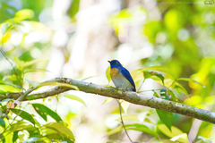 Cyornis turcosus