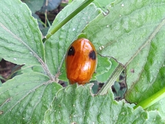 Oides palleata