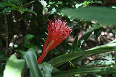 Billbergia pyramidalis
