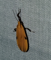 Lycomorphodes sordida