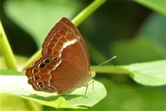 Abisara abnormis